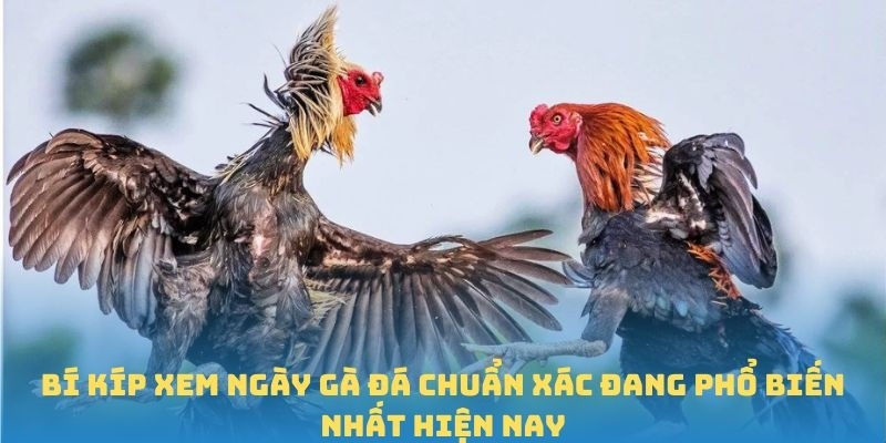 Bí kíp xem ngày gà đá chuẩn xác đang phổ biến nhất hiện nay