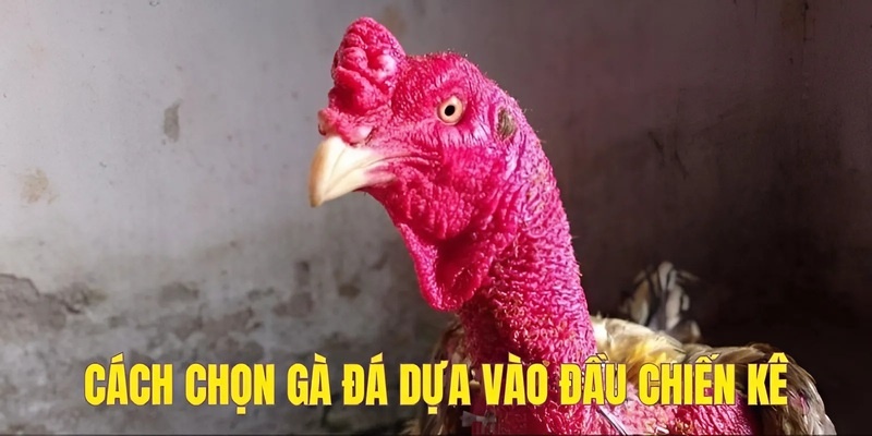 Cách chọn gà đá dựa vào đầu chiến kê