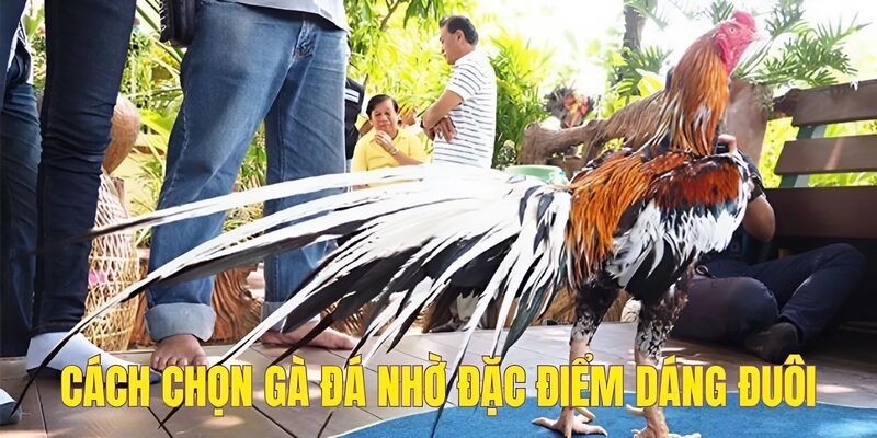 Cách chọn gà đá nhờ đặc điểm dáng đuôi
