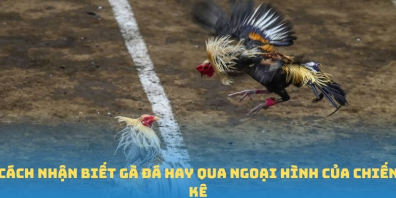 Cách nhận biết gà đá hay qua chi tiết về ngoại hình của chiến kê
