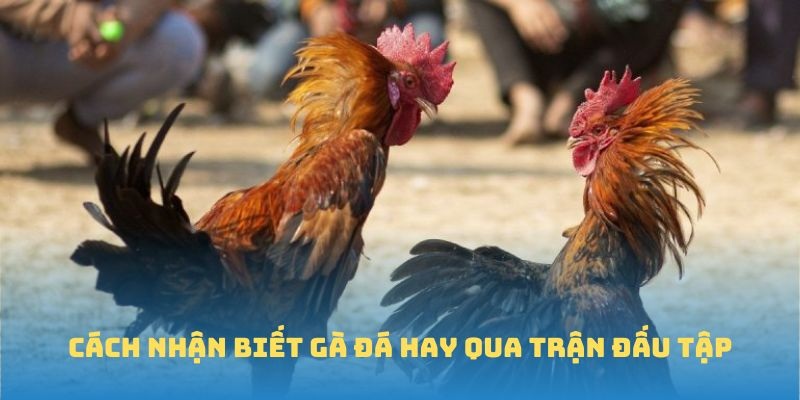 Cách nhận biết gà đá hay qua trận đấu tập