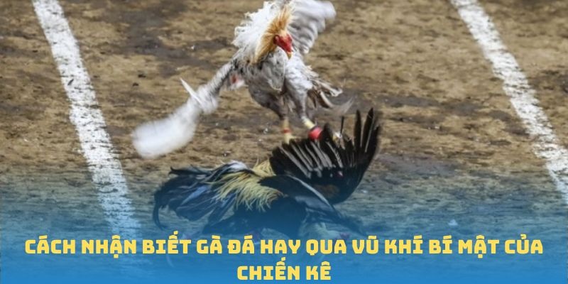 Cách nhận biết gà đá hay qua vũ khí bí mật của chiến kê