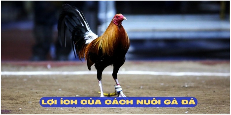 Cách nuôi gà đá mang đến nhiều thuận lợi hấp dẫn