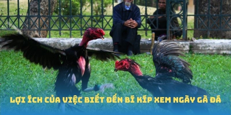 Lợi ích của việc biết đến bí kíp xem ngày gà đá