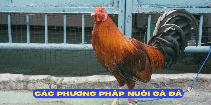Tham khảo những phương pháp hiệu quả trong cách nuôi gà đá