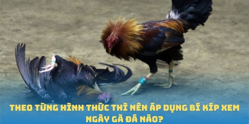Theo từng hình thức thì nên áp dụng bí kíp xem ngày gà đá nào?