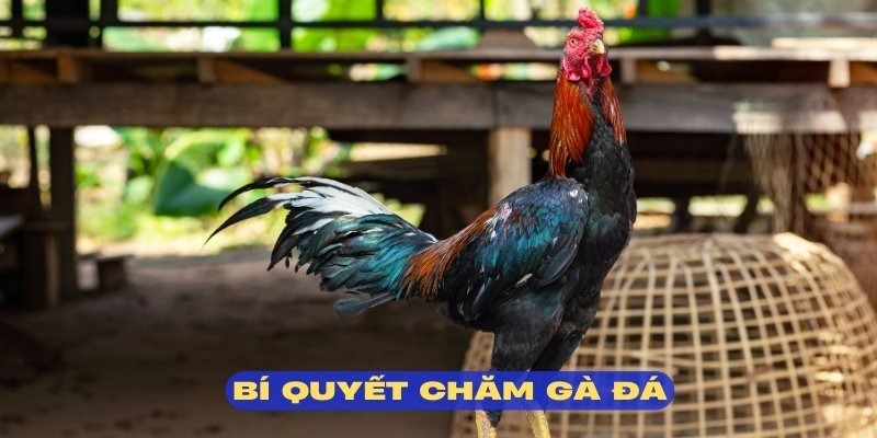Vận dụng bí quyết độc đáo trong cách nuôi gà đá đúng chuẩn