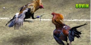 cá cược đá gà