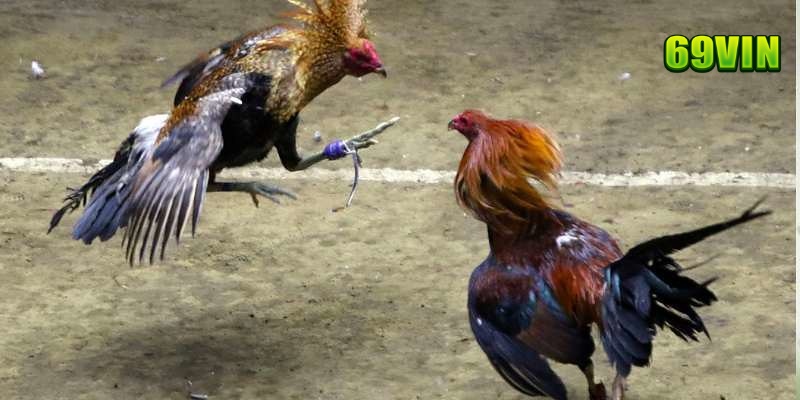 cá cược đá gà