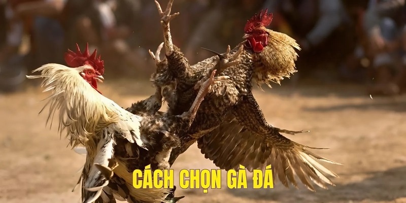 cách chọn gà đá