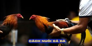cách nuôi gà đá