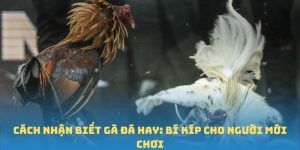 cách nhận biết gà đá hay