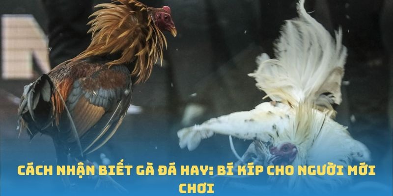 cách nhận biết gà đá hay